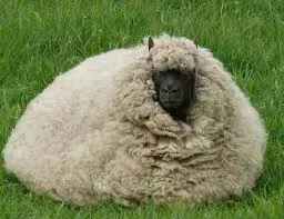 ship - Sheep in Kot Addu