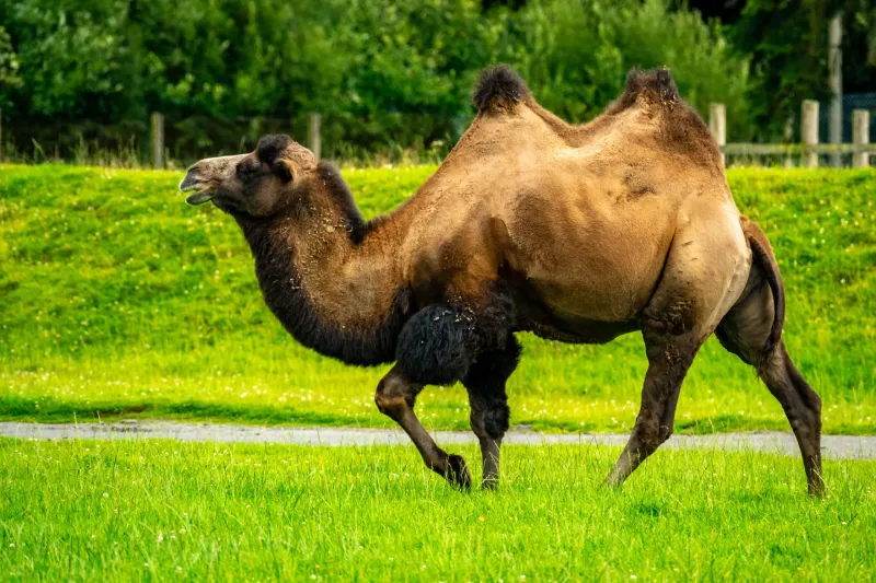 camel - Camel in Gujrat