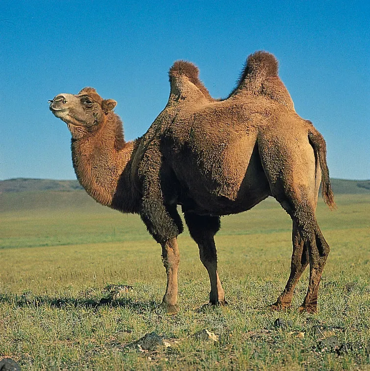 Thumbnail 2 of camel