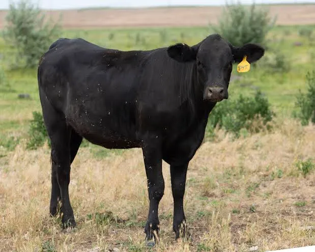 Sahiwal Cow - Cow in Attock