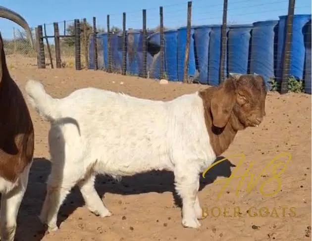 Teddi Goat (male) - Goat in Attock