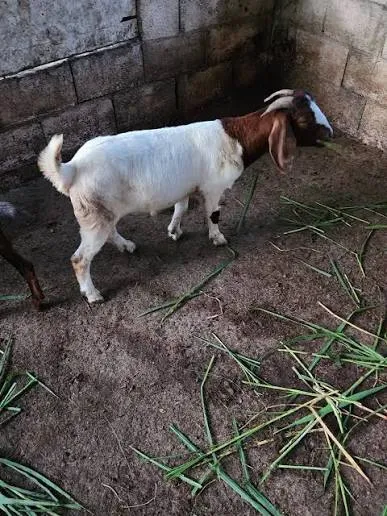 Thumbnail 2 of Teddi Goat (male)