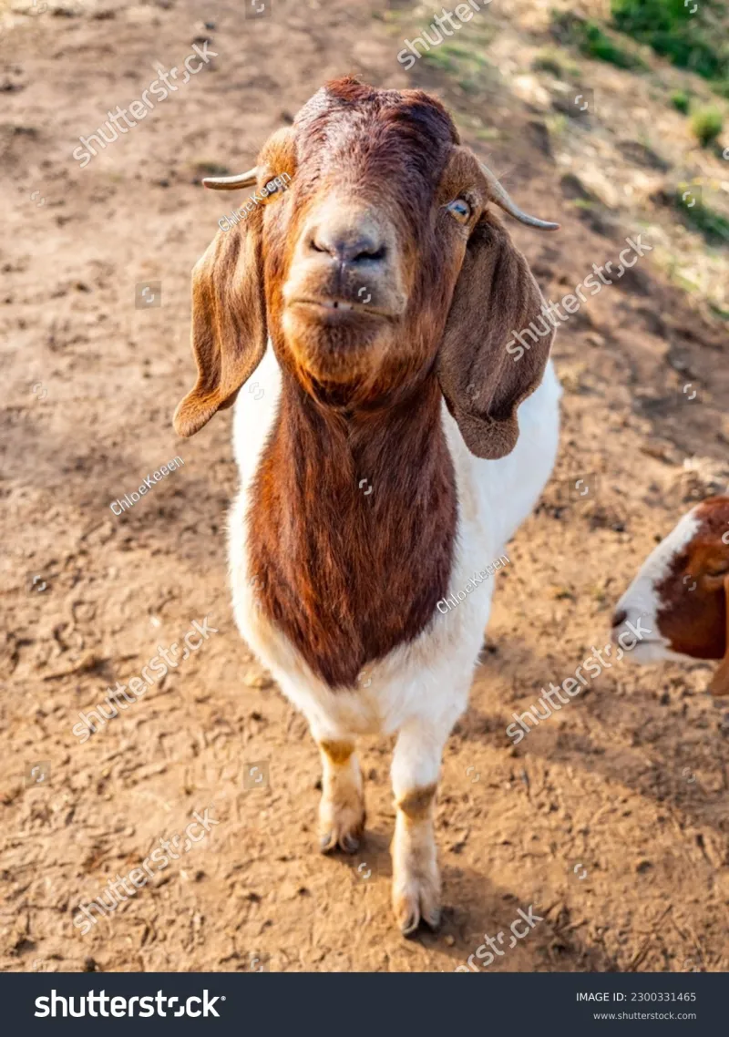 Thumbnail 3 of Teddi Goat (male)